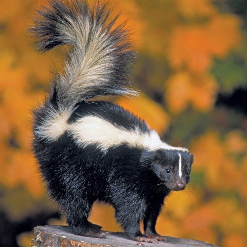 skunk