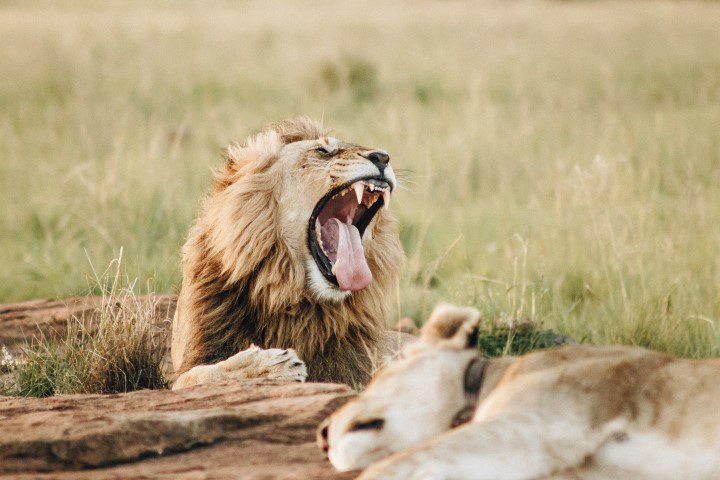 Yawning Lion