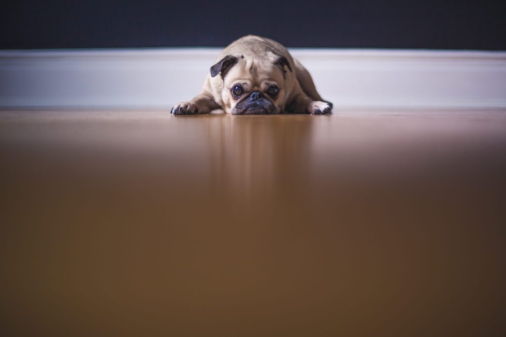 Sulky pug dog