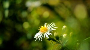 Summer Meditation Retreat: Breathing - Clear Sky Center
