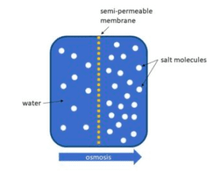 osmosis diagram