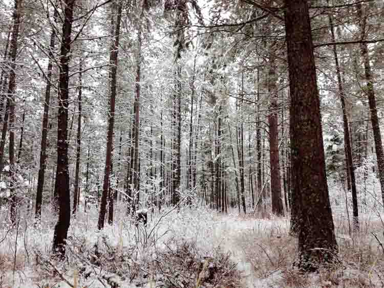 Snowy Forest Glade at Clear Sky Meditation Center
