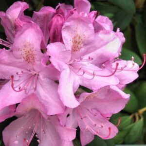 Beautiful Garden Azalea Shrub at Meditation Retreat Center Canada