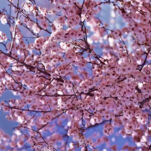 Beautiful Garden Cherry Tree at Meditation Retreat Center Canada