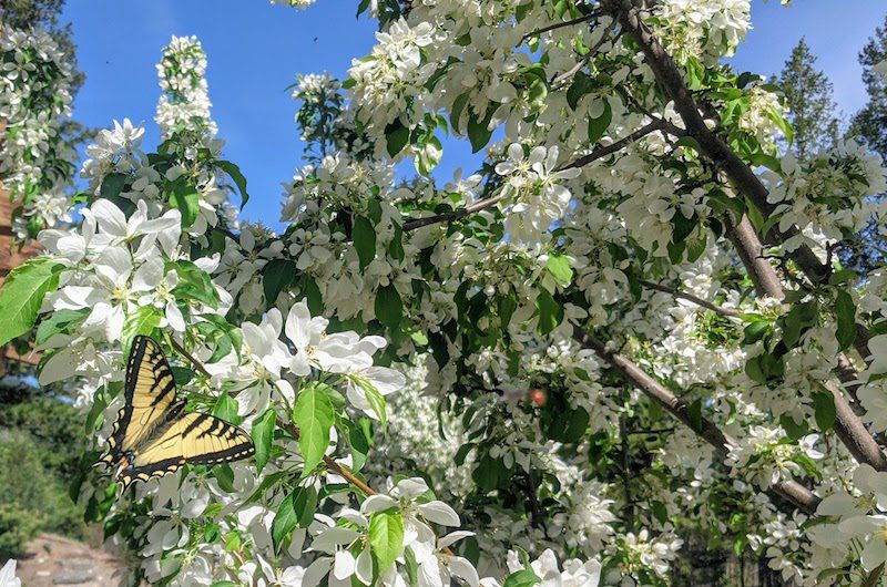 Guided Meditation in Canada -Discover over 100 types of birds and 54 butterflies during